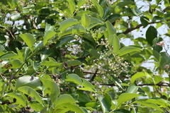 Lagerstroemia microcarpa, photograph (c) Dinesh Valke, some rights reserved (CC BY-SA)