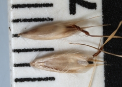 Danthonia intermedia