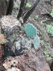 Opuntia robusta