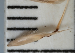 Danthonia intermedia