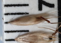 Danthonia intermedia