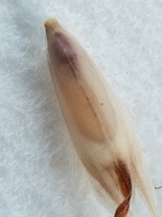 Danthonia intermedia