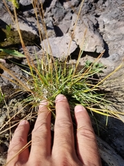 Danthonia intermedia