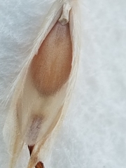 Danthonia intermedia