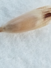 Danthonia intermedia