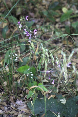 Salvia hierosolymitana, photograph 6