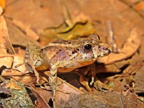 Guenther's Frog, Ischnocnema guentheri