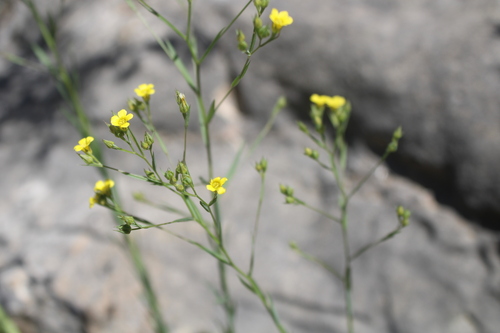Linum corymbulosum (Linum corymbulosum)