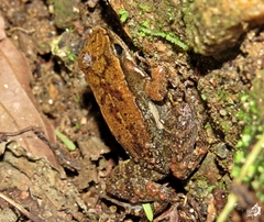 Crossodactylus gaudichaudii