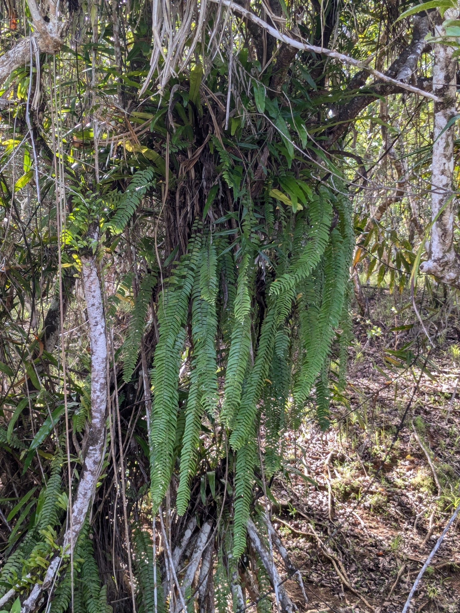 Nephrolepis acutifolia (Desv.) Christ 3