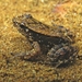 Crossodactylus gaudichaudii - Photo (c) Diogo Luiz, algunos derechos reservados (CC BY-SA)