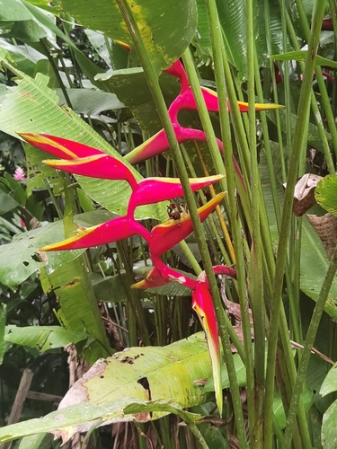 Heliconia × rauliniana, photograph 3