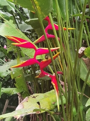 Heliconia × rauliniana, photograph Eduardo Chacón Madrigal, CC BY, iNaturalist via GBIF