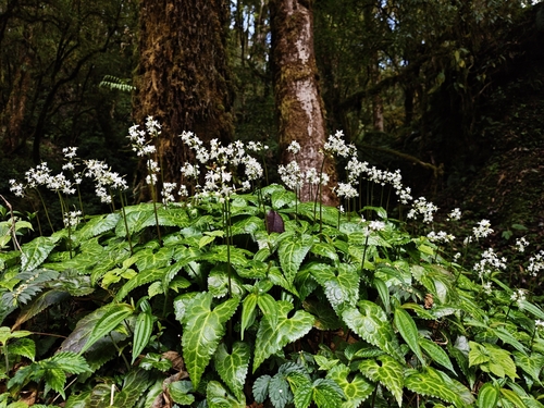 Beesia deltophylla