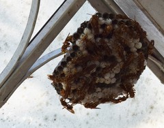 Pachysomoides fulvus