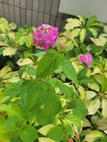 Lantana montevidensis