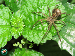 Paratrechalea ornata