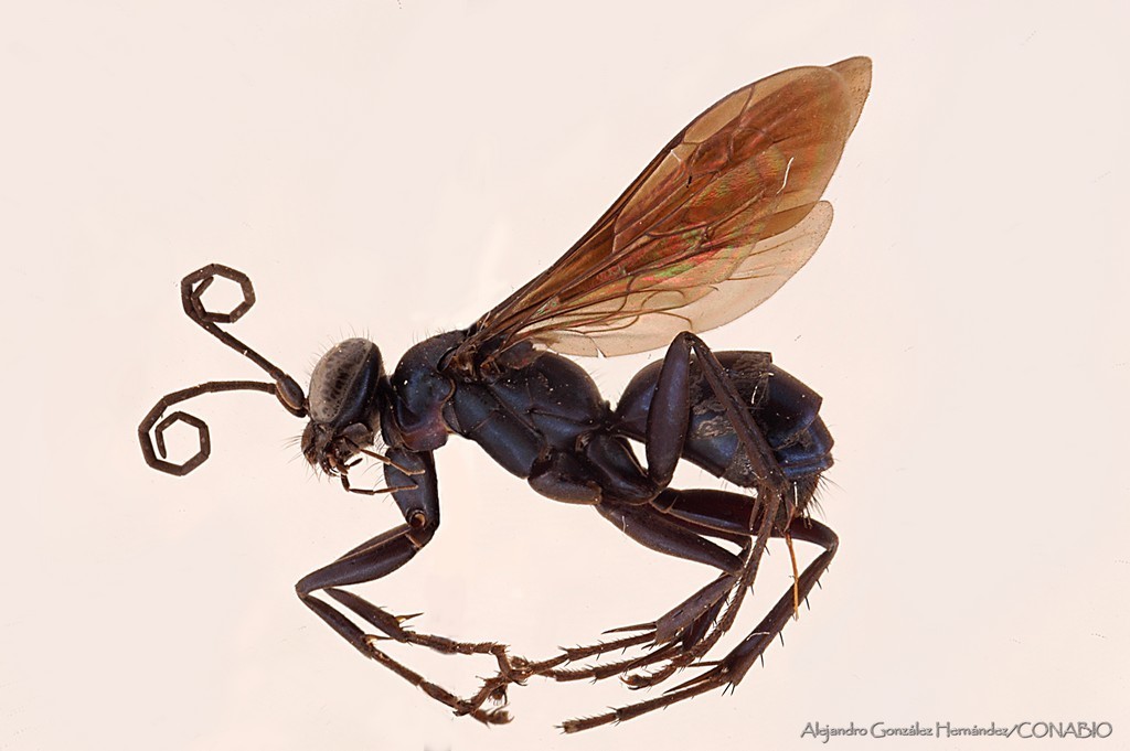 Anoplius fulgidus