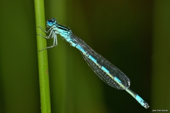 Coenagrion mercuriale