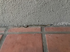 Thamnophis cyrtopsis ocellatus