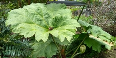 Gunnera mexicana