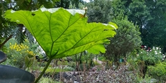 Gunnera mexicana