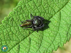 Parnaenus