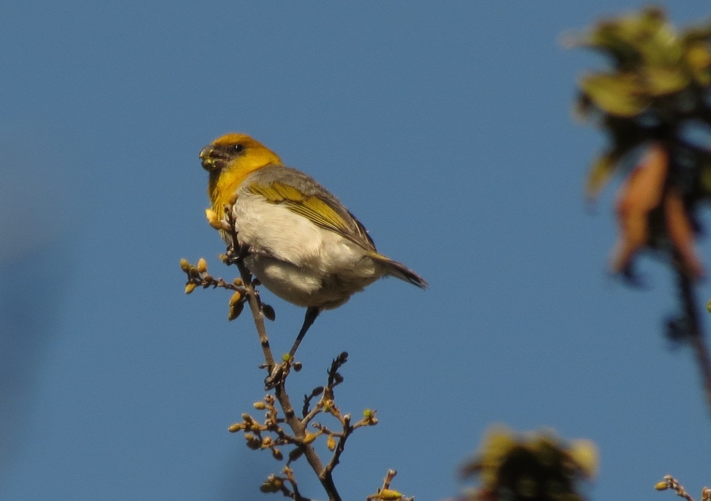 Palila