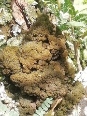 Leptogium phyllocarpum