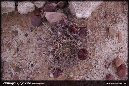 Echinopsis jajoana
