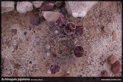 Echinopsis jajoana