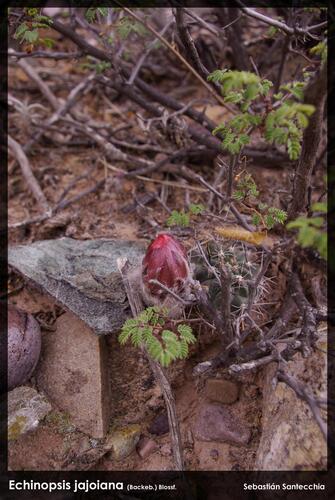 Echinopsis jajoana, photograph 6
