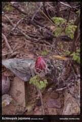 Echinopsis jajoana, photograph author not stated, no rights reserved