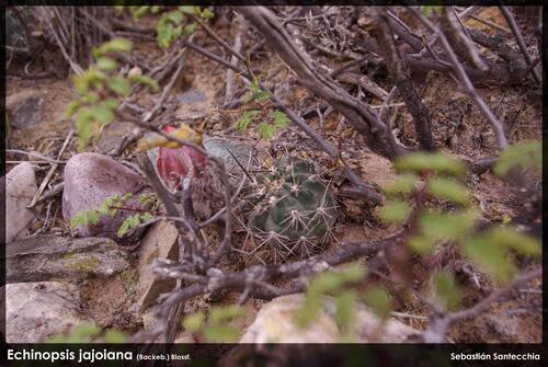 Echinopsis jajoana, photograph 5