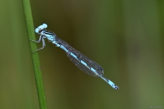 Coenagrion mercuriale