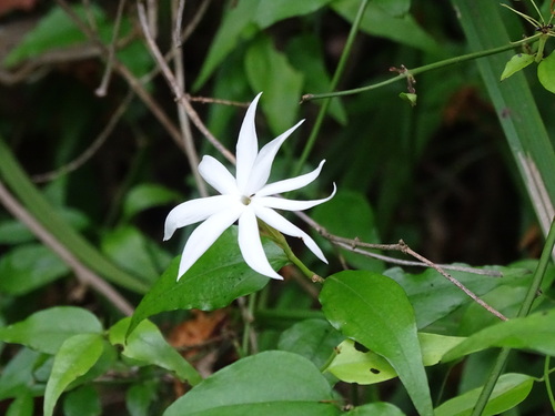 Image of Jasminum nervosum by (c) 百香果, some rights reserved (CC BY)