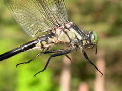 Hylogomphus adelphus