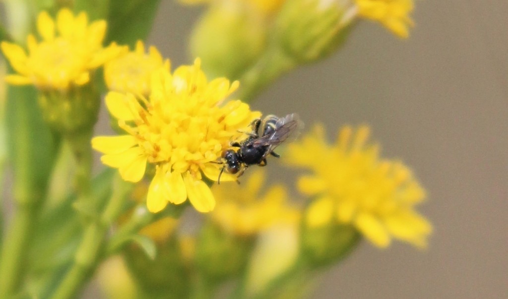 Oxybelus sericeus