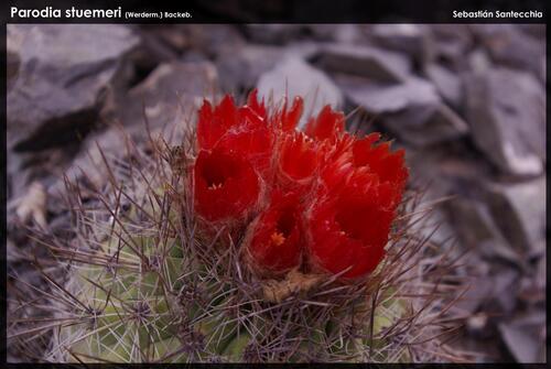 Parodia stuemeri
