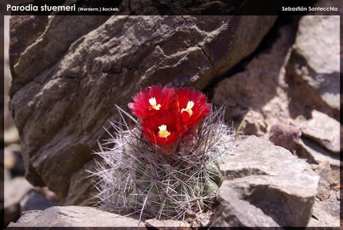 Parodia stuemeri