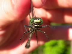 Hylogomphus adelphus