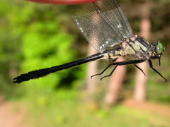 Hylogomphus adelphus