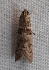 Promylea lunigerella