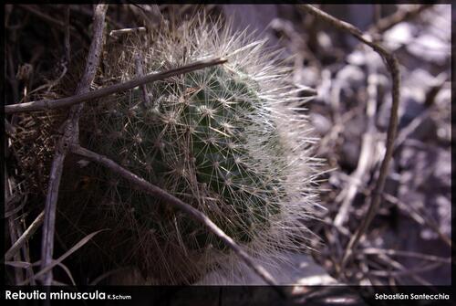 Rebutia minuscula