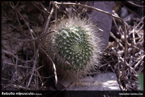 Rebutia minuscula