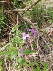Tradescantia crassifolia