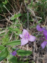 Tradescantia crassifolia