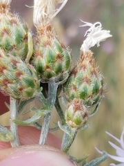Centaurea ×psammogena