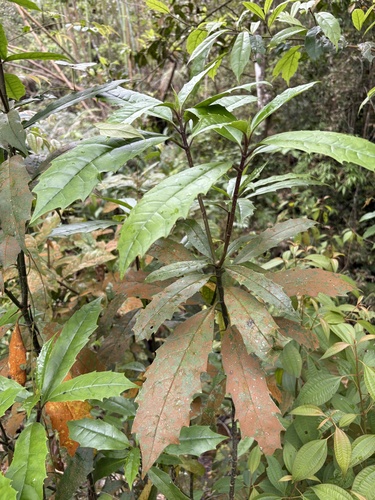 Aucuba chinensis, photograph 4