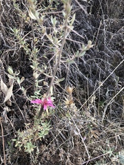 Magnoliopsida